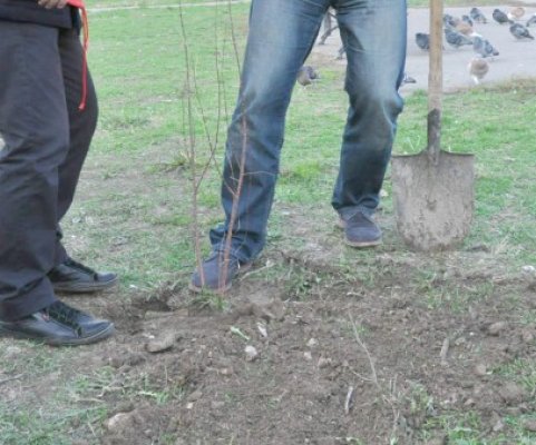 S-a dat startul la furat de material lemnos: patru constănţeni au fost prinşi în plină acţiune